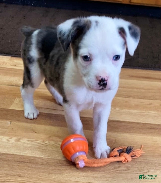 Mixed Breed dogs Jackson - Ad 3