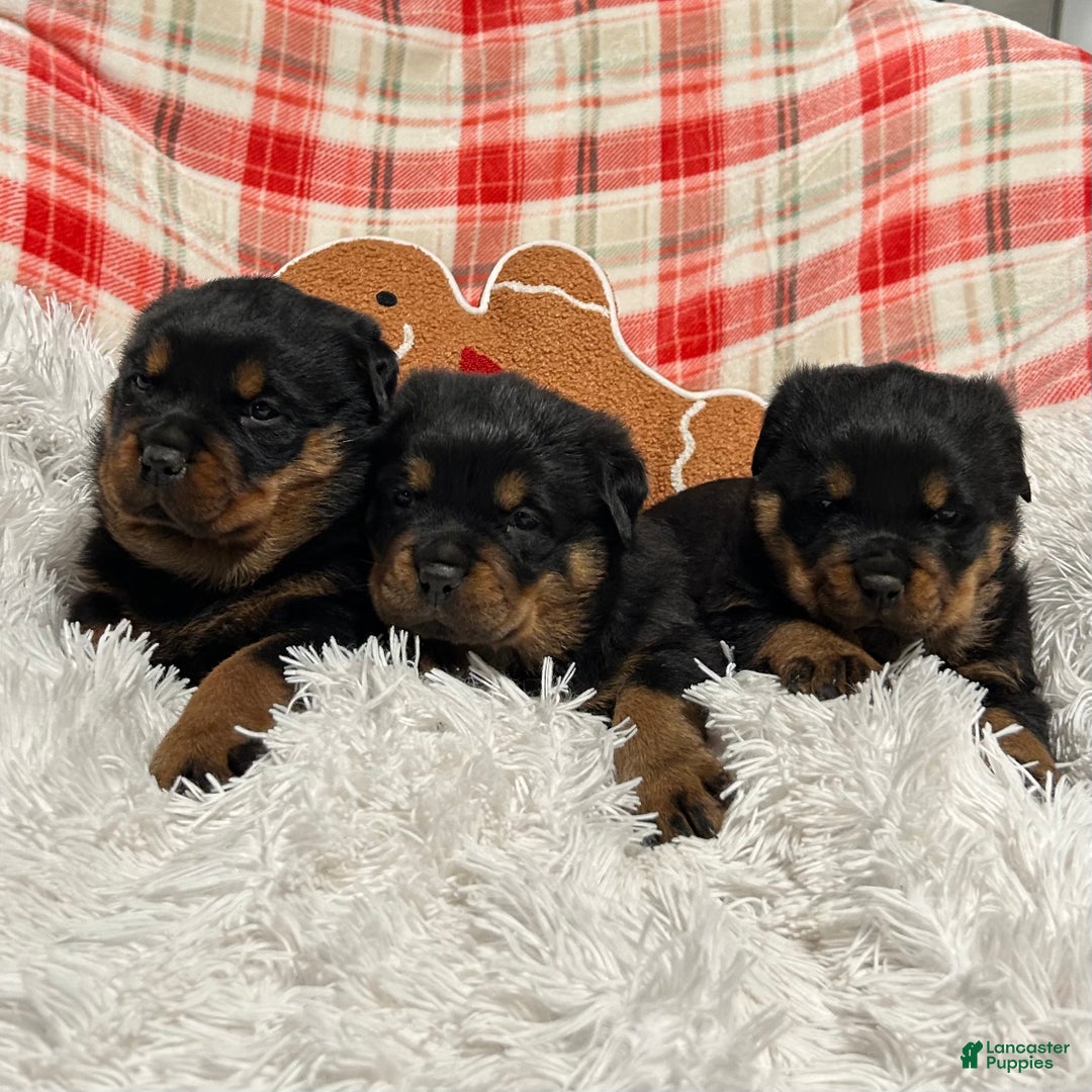 Rottweiler dogs for sale: Chase - Ad 10