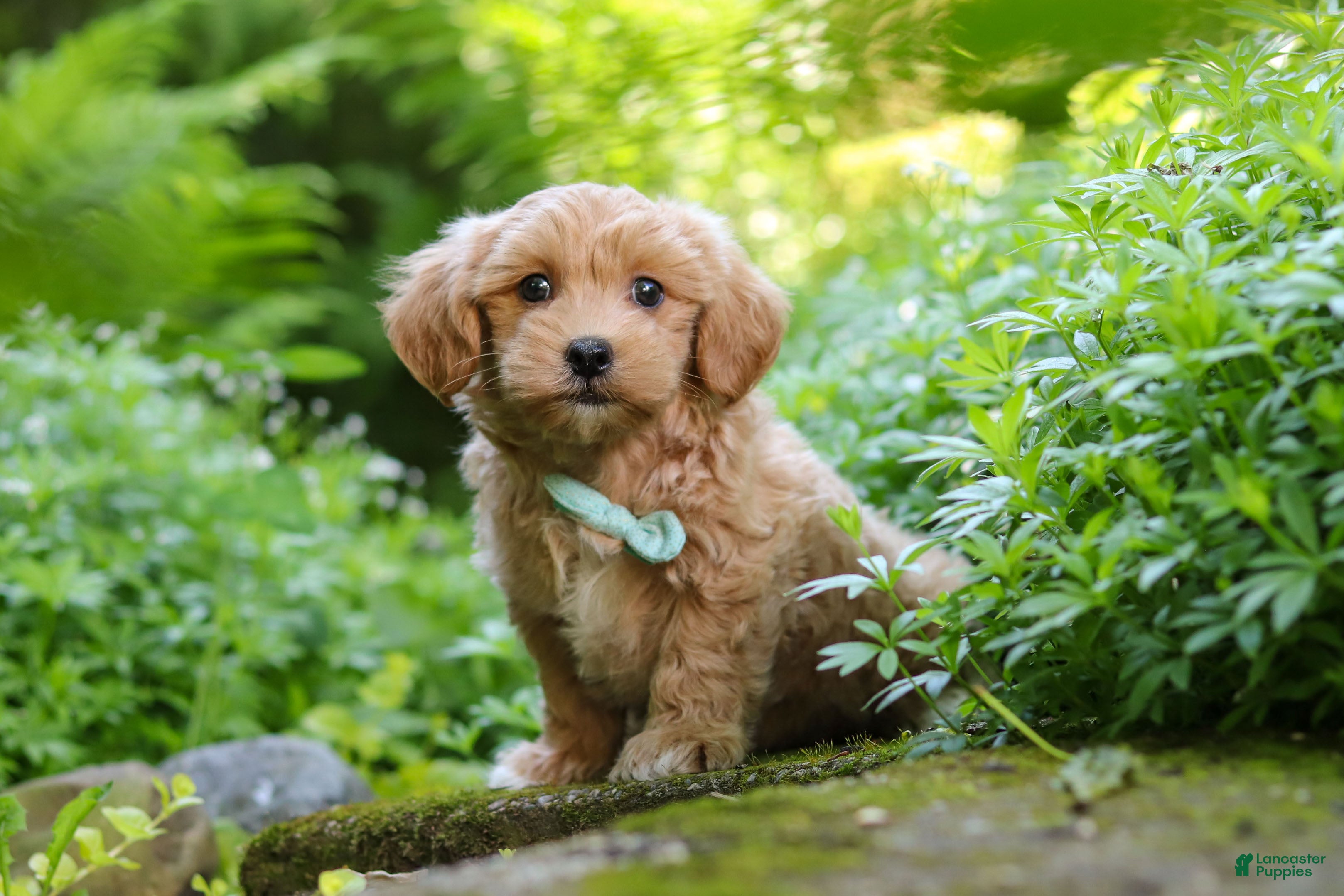 Maltipoo Puppies for sale in Cincinnati, Ohio | Lancaster Puppies