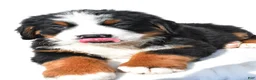 Bernese Mountain Dog dogs for sale: Bear - Ad 3