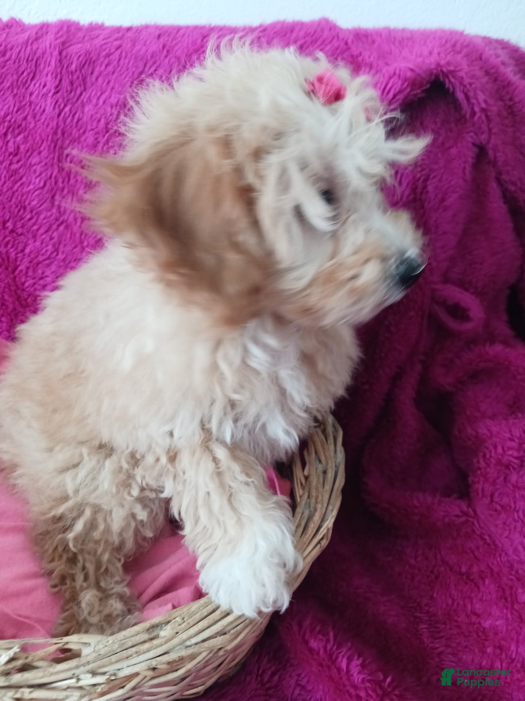 Toy Poodle dogs for sale: Dolly - Ad 4