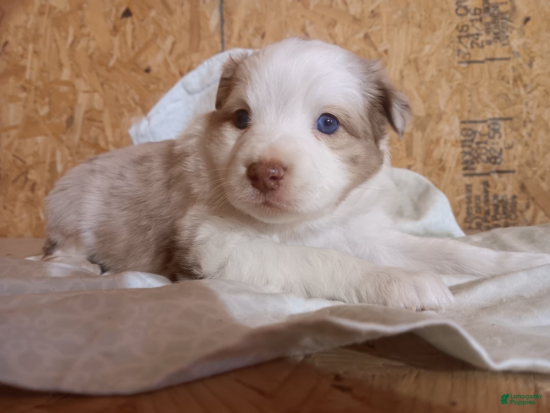 Australian Shepherd dogs for sale: Oatmeal  - Ad 4