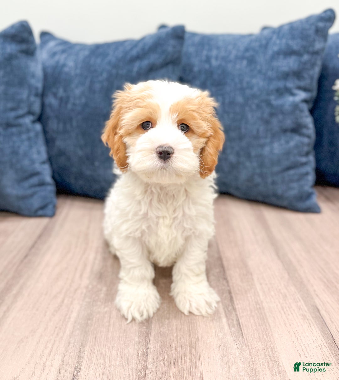 Cockapoo dogs for sale: Ruger - Ad 1