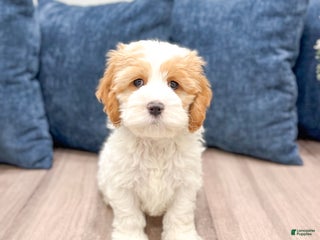 Cockapoo dogs Ruger - Ad 6