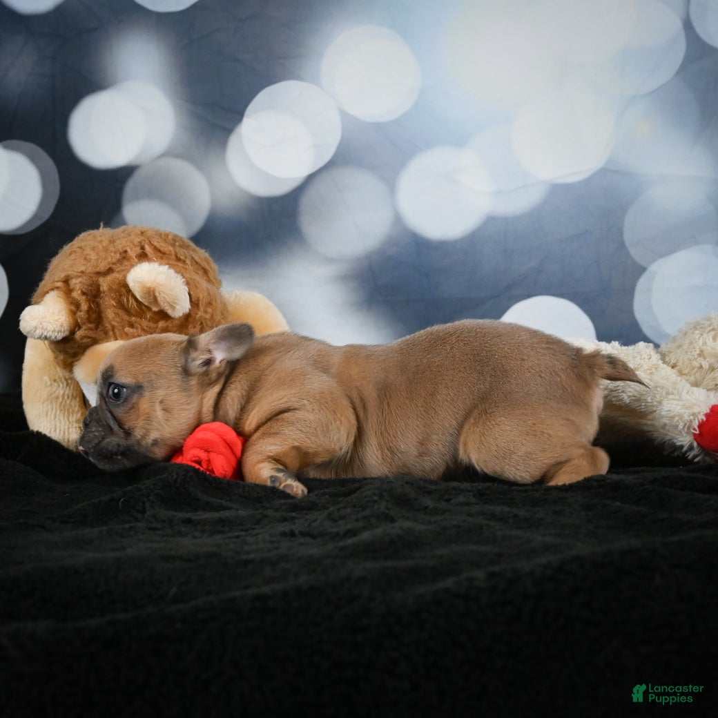 French Bulldog dogs April - Ad 2