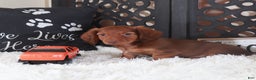 Miniature Dachshund dogs for sale: Miniature Dachshund Puppy Hunter - Ad 3