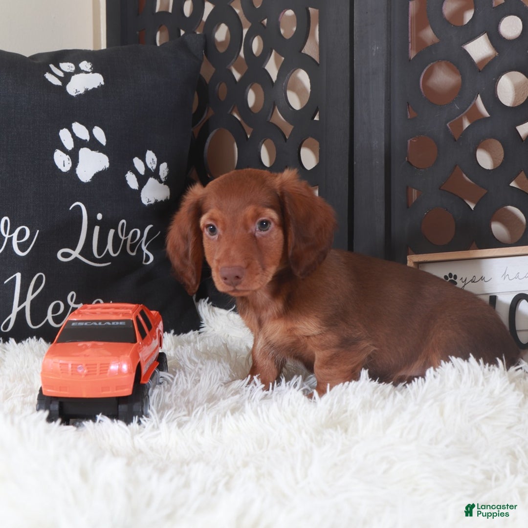 Miniature Dachshund dogs for sale: Miniature Dachshund Puppy Hunter - Ad 3