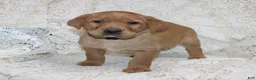 Labrador Retriever dogs for sale: Rosie - Ad 3