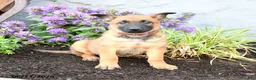 Belgian Malinois dogs for sale: Delta - Ad 3