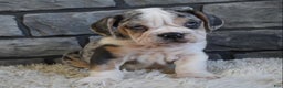 Mixed Breed dogs for sale: Twinkle  - Ad 3