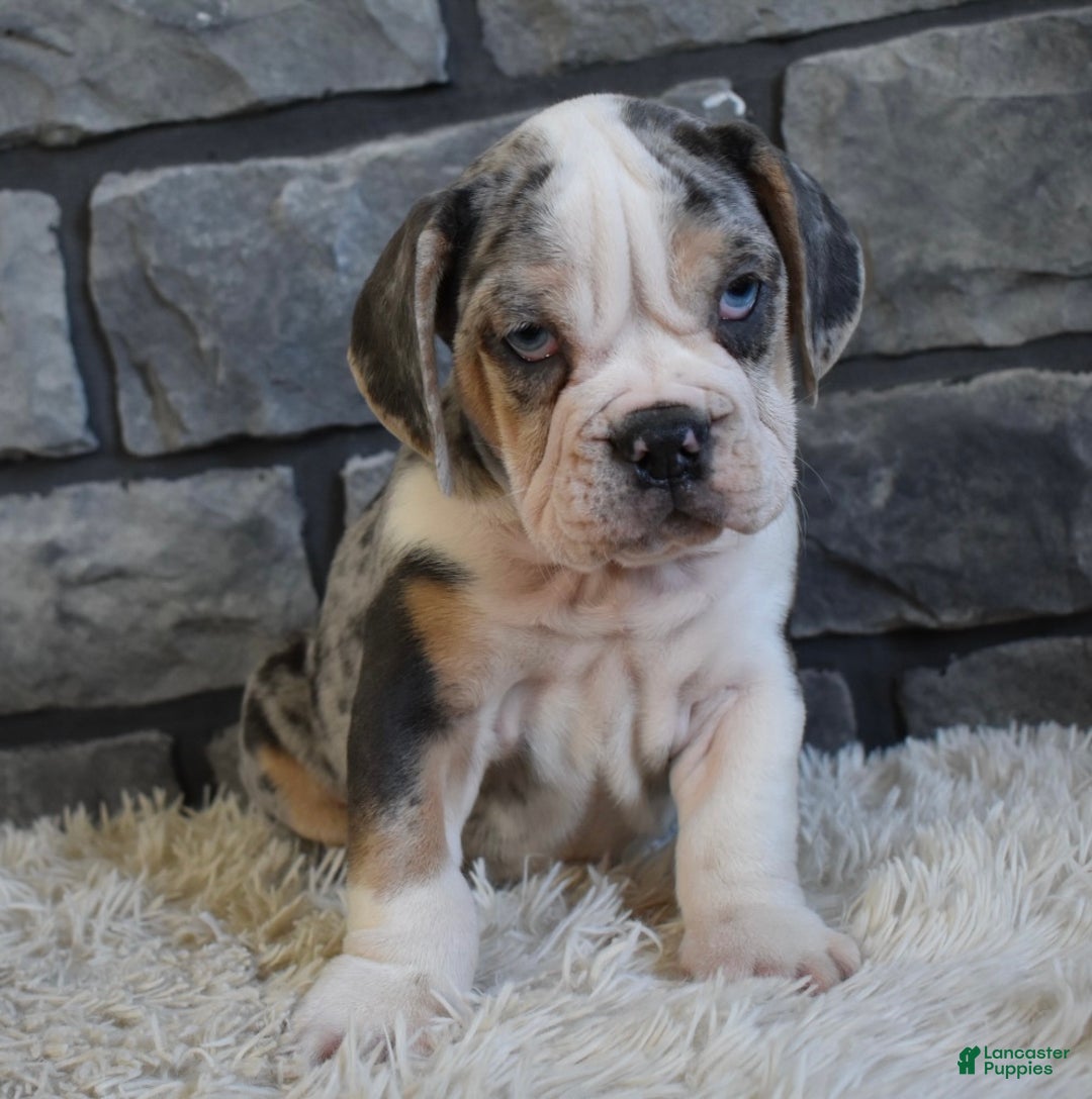 Mixed Breed dogs for sale: Twinkle  - Ad 3