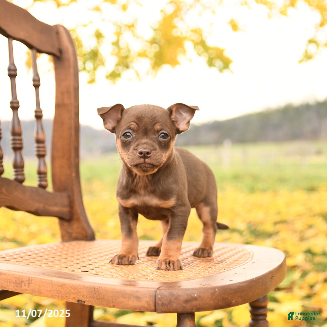 Chihuahua dogs for sale: Freddie - Ad 3