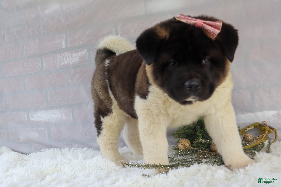 Akita dogs for sale: Rosa - Ad 16