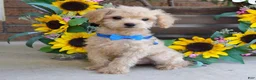 Toy Poodle dogs for sale: Preston - Ad 6