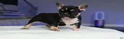 French Bulldog dogs for sale: Golden kid - Ad 12