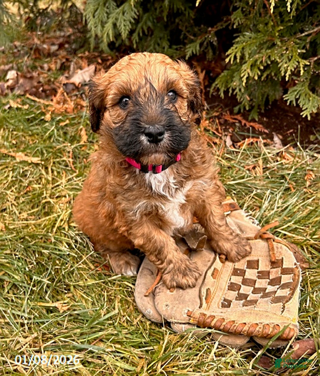 Whoodle dogs for sale: Elijah - Ad 3