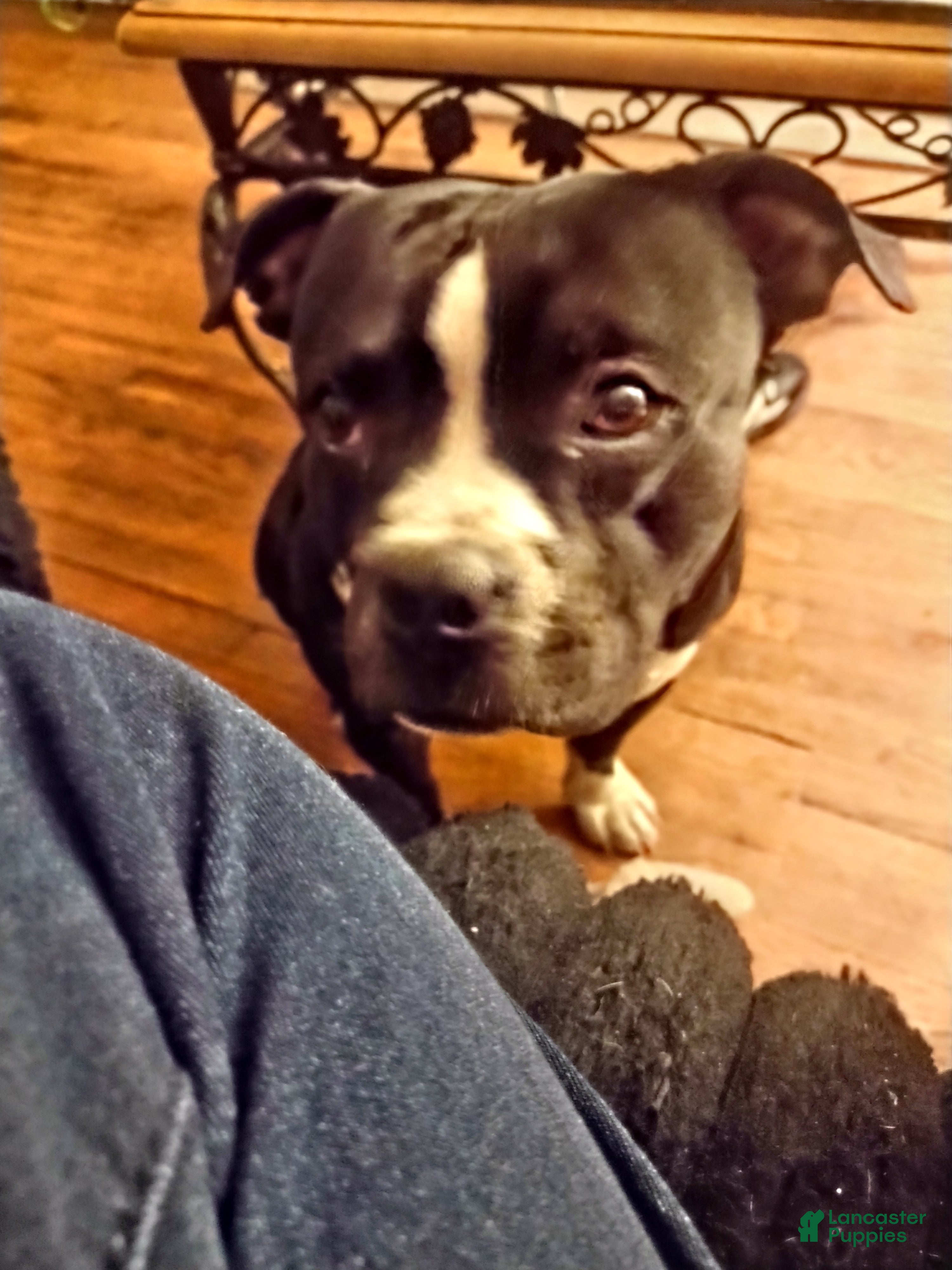 Rufus 