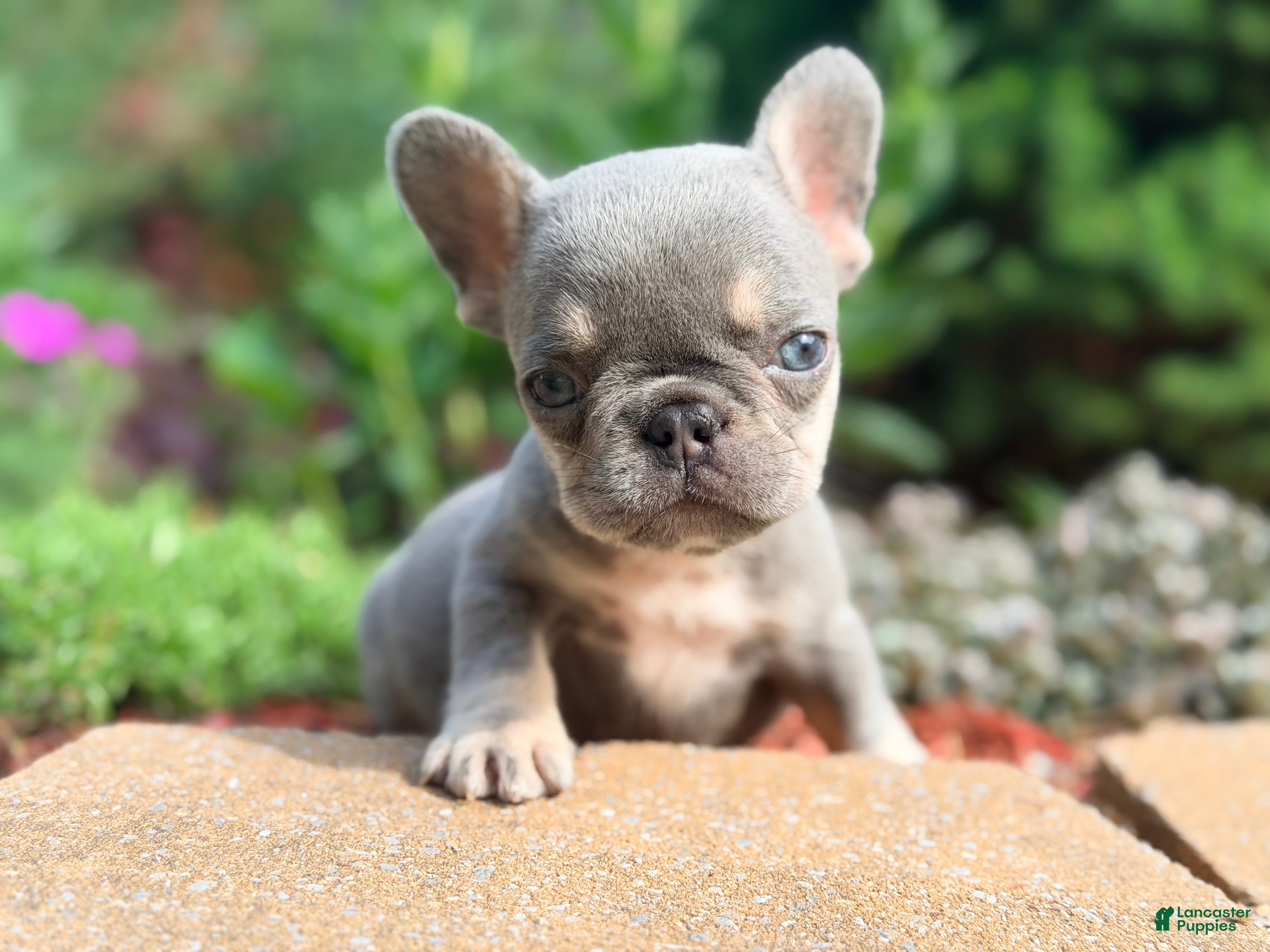 French Bulldog dogs Sadie French Bulldog 3 - Ad 1