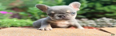 Sadie French Bulldog 3