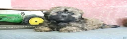 Shihpoo dogs for sale: Norm - Ad 4