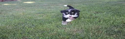Bernedoodle dogs for sale: Shooter - Ad 8