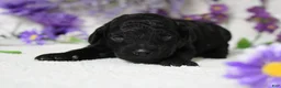 Toy Poodle dogs for sale: Peppercorn  - Ad 3
