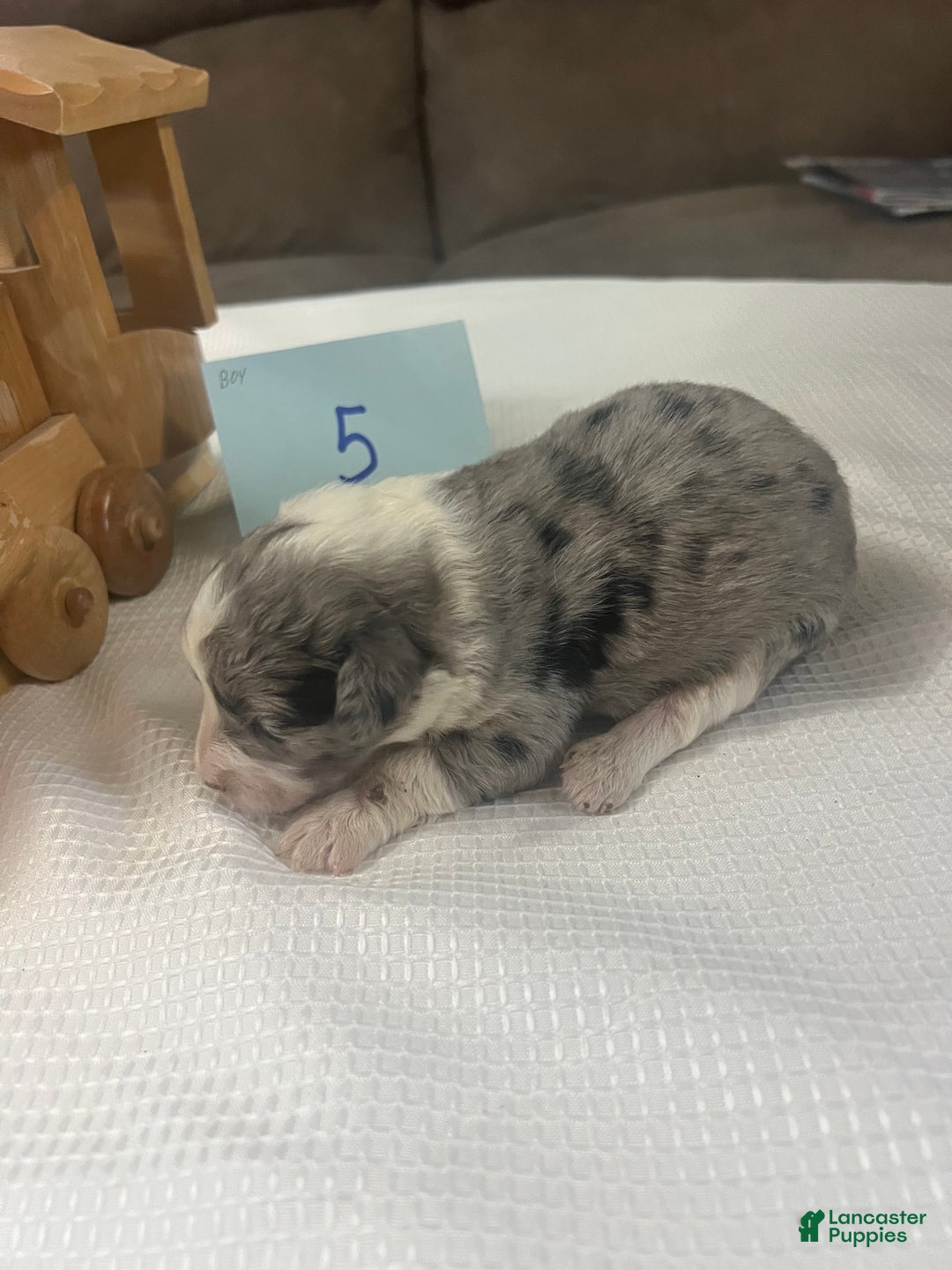 Aussiedoodle dogs for sale: JAZZ 5 - Ad 4