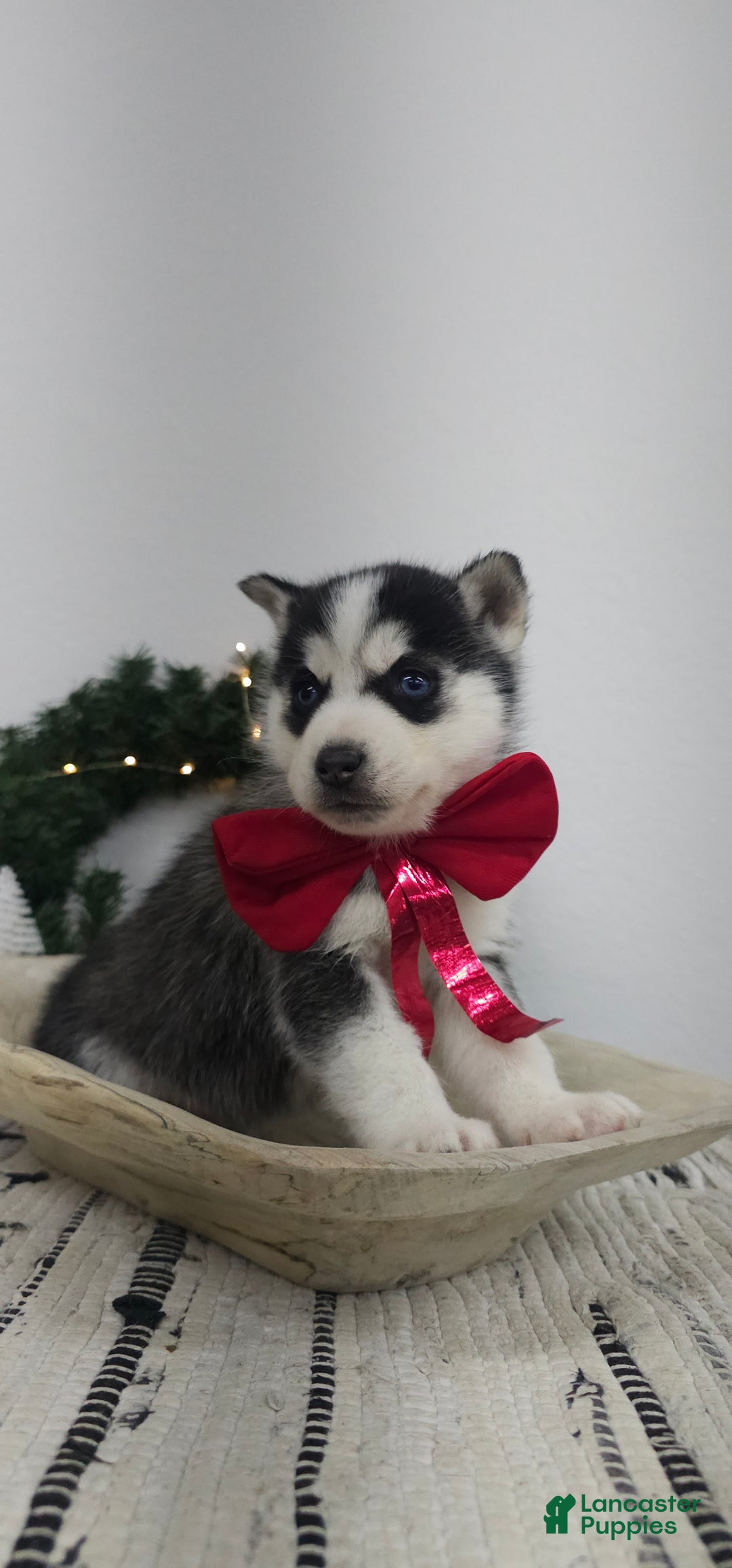 Siberian Husky dogs for sale: Albus - Ad 3