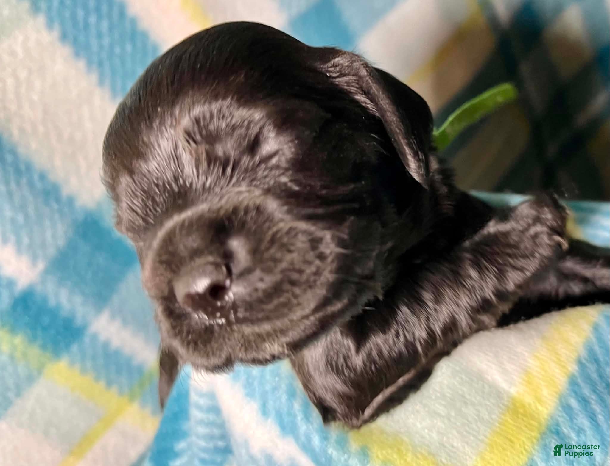 Cocker Spaniel dogs Green collar female  "Chartreuse " - Ad 5
