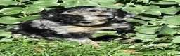 Standard Poodle dogs for sale: Standard Poodle 10 Blue Merle - Ad 9