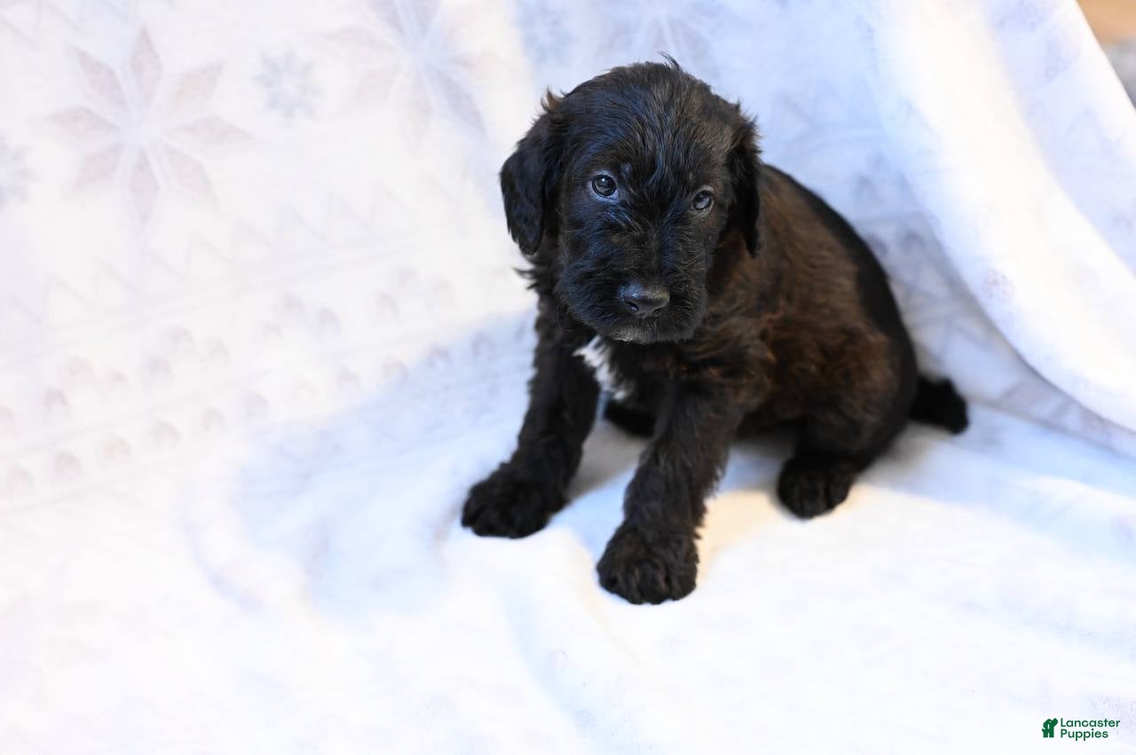 Mixed Breed dogs Geyser - Ad 9