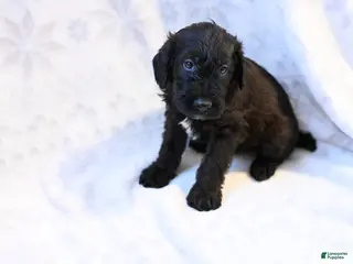 Mixed Breed dogs Geyser - Ad 9