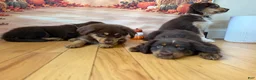 Mini Aussiedoodle dogs for sale: Mini Aussiedoodle 1 - Ad 3
