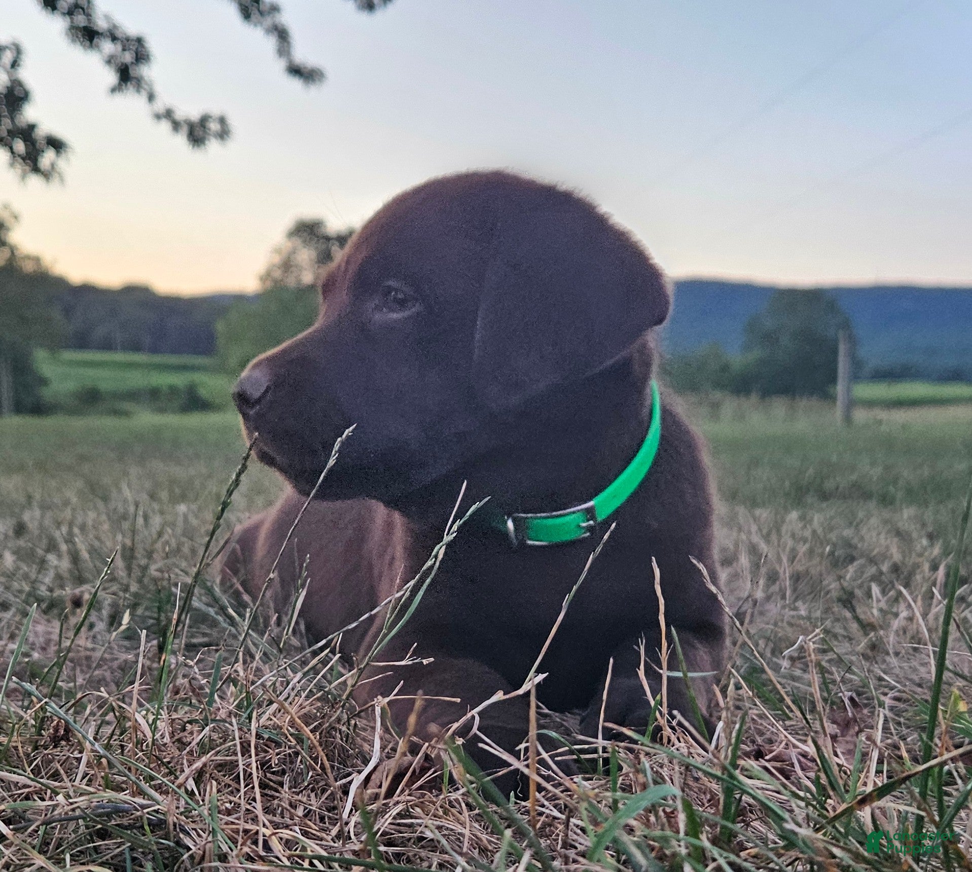 Labrador Retriever dogs Patsy - Ad 1