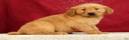 Golden Retriever dogs for sale: Rhyss - Ad 5