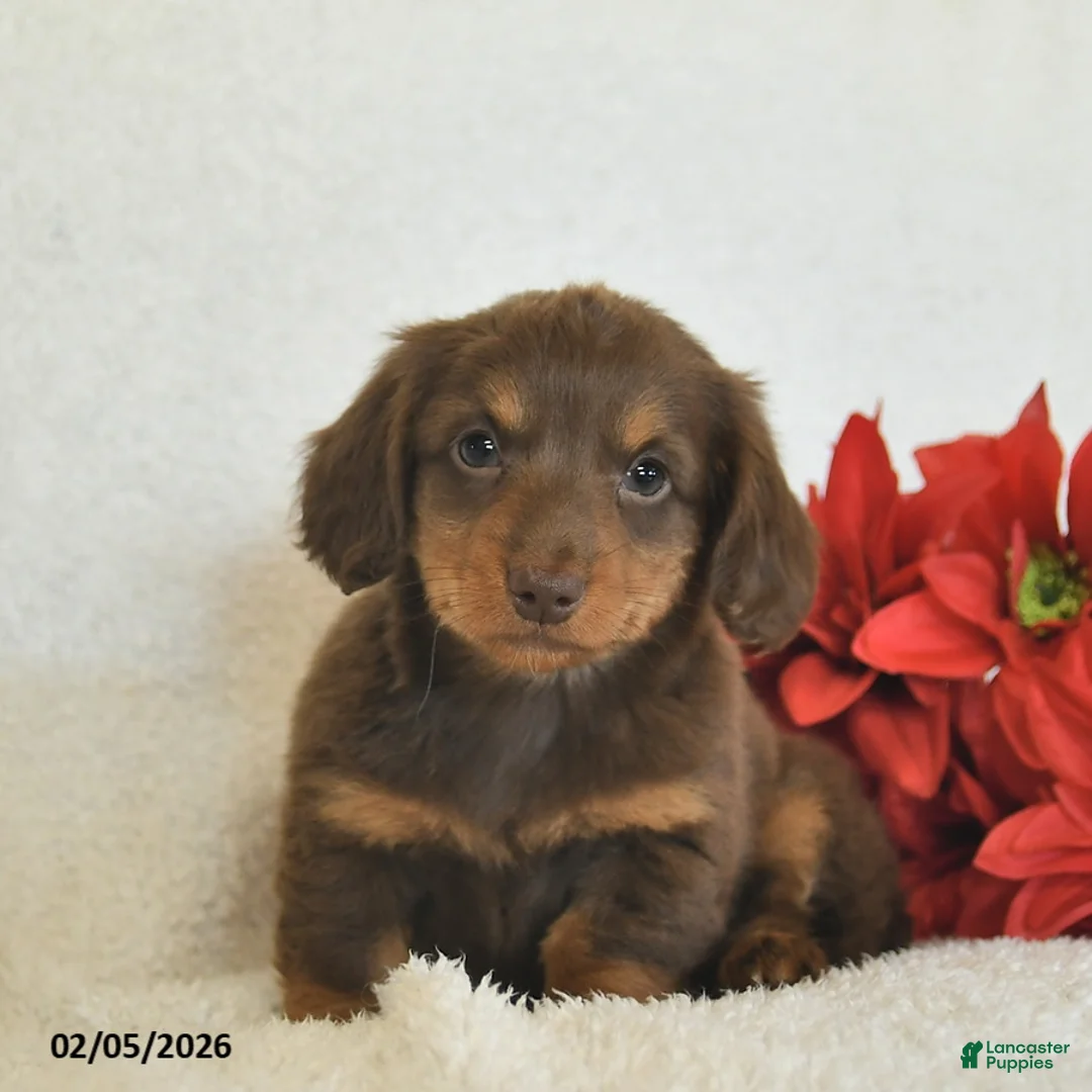 Miniature Dachshund dogs for sale: Ollie  - Ad 1