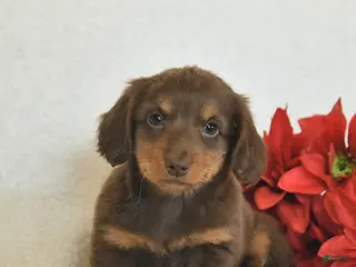 Miniature Dachshund dogs Ollie - Ad 3