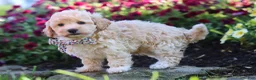 Havapoo dogs for sale: Brodie - Ad 4