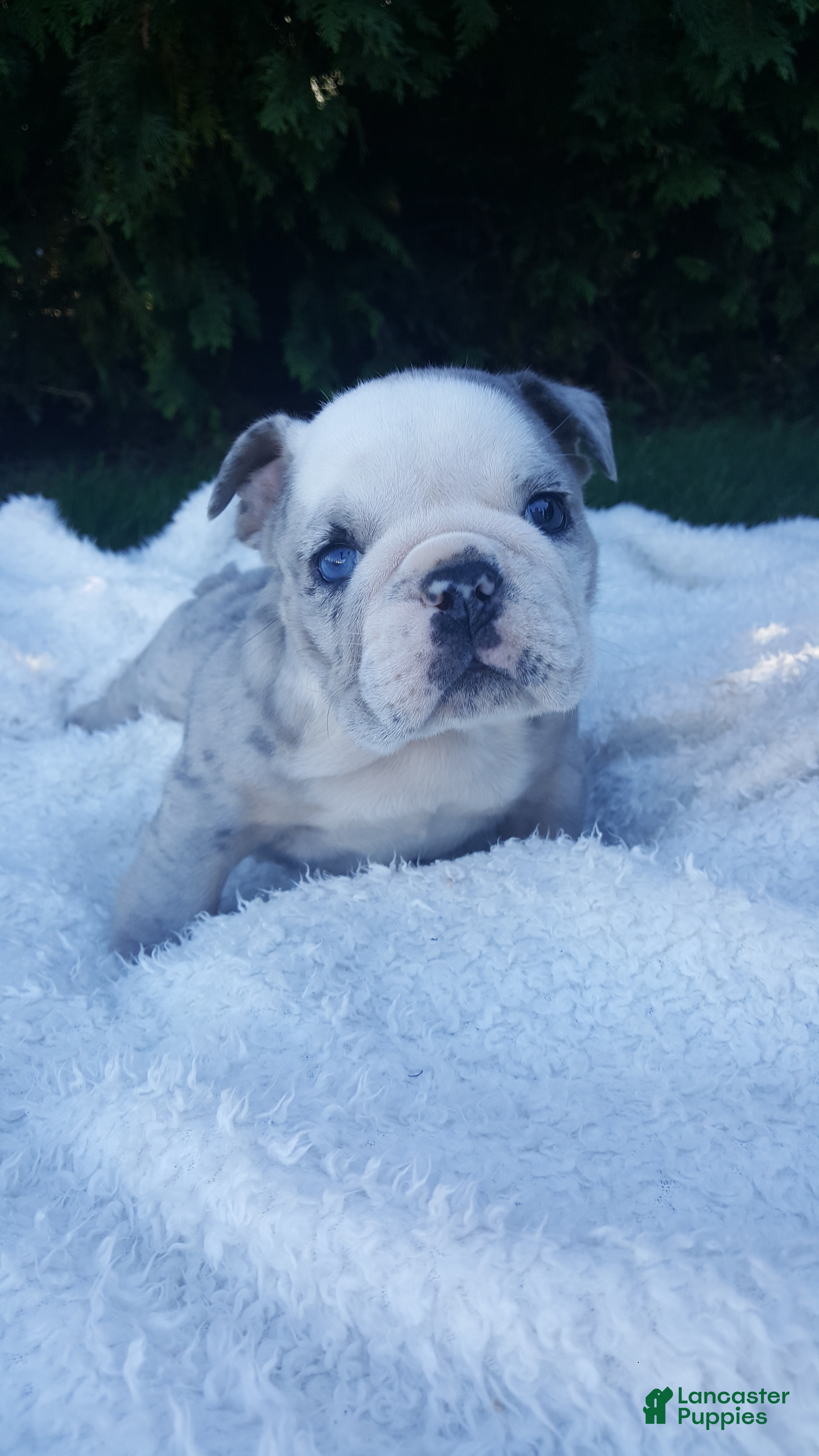 English Bulldog dogs Baxter - Ad 2