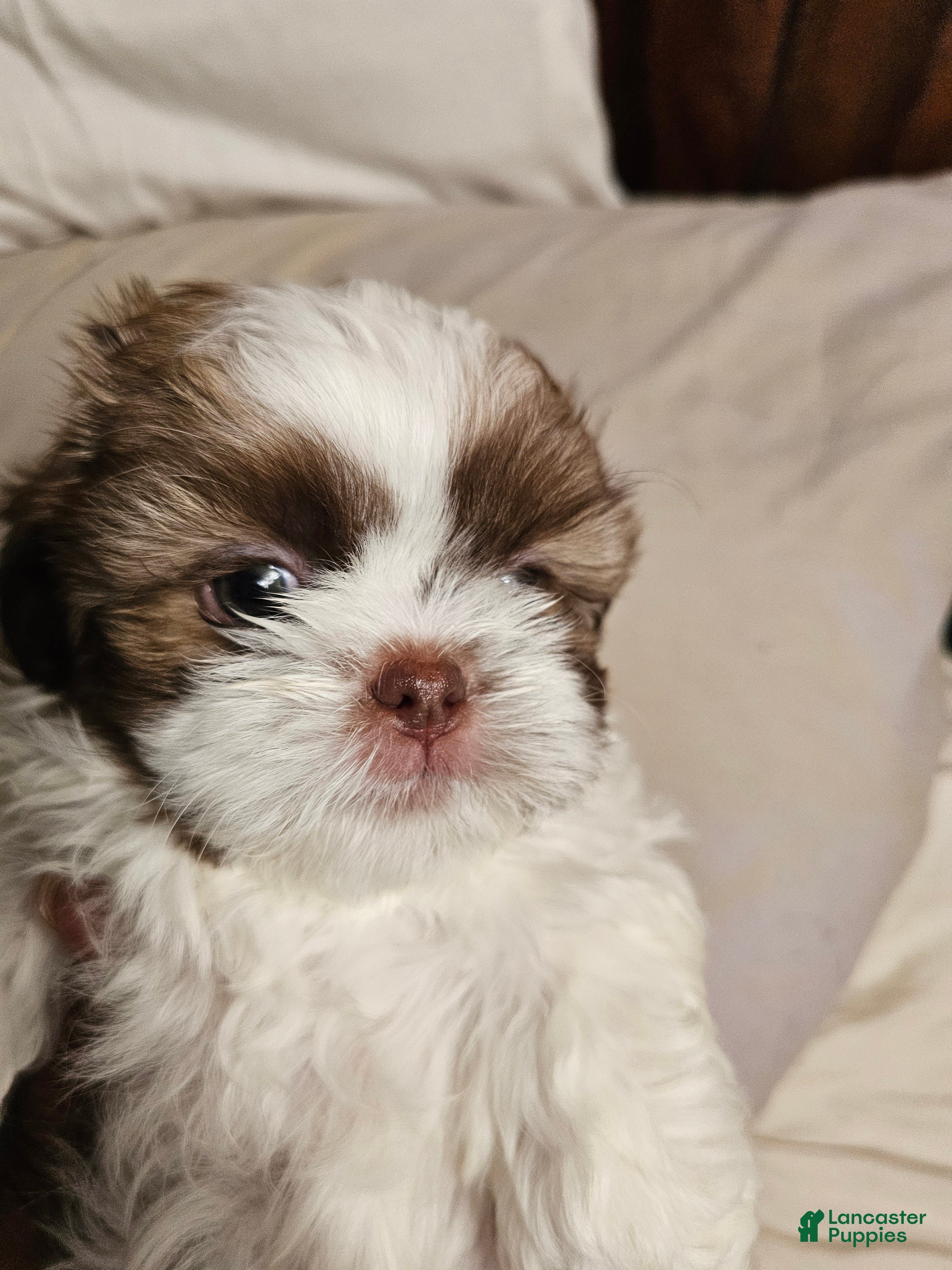 Shih Tzu dogs Chanel  - Ad 33