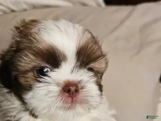 Shih Tzu dogs Chanel - Ad 33