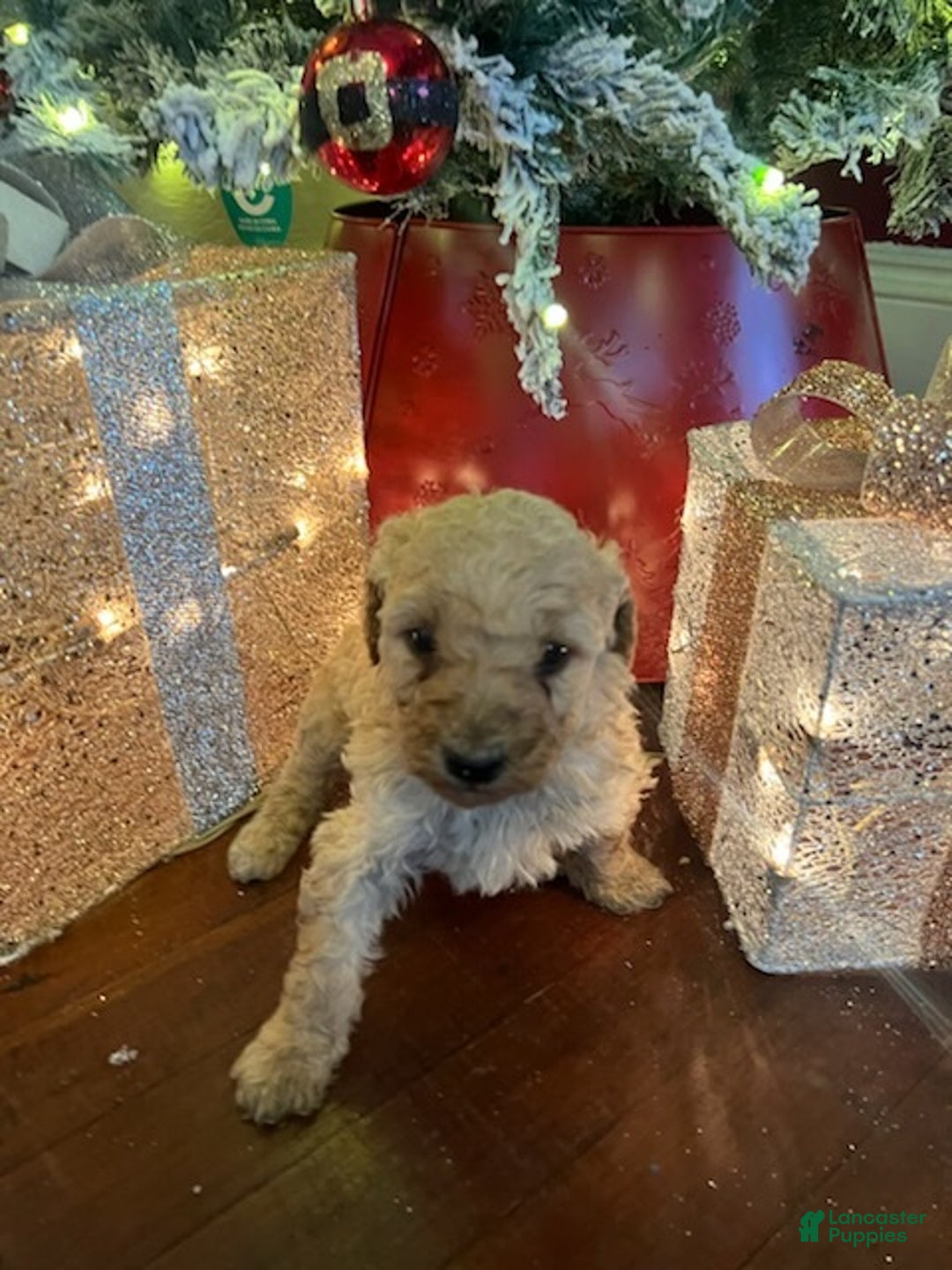 Standard Poodle dogs for sale: Tommy - Ad 3