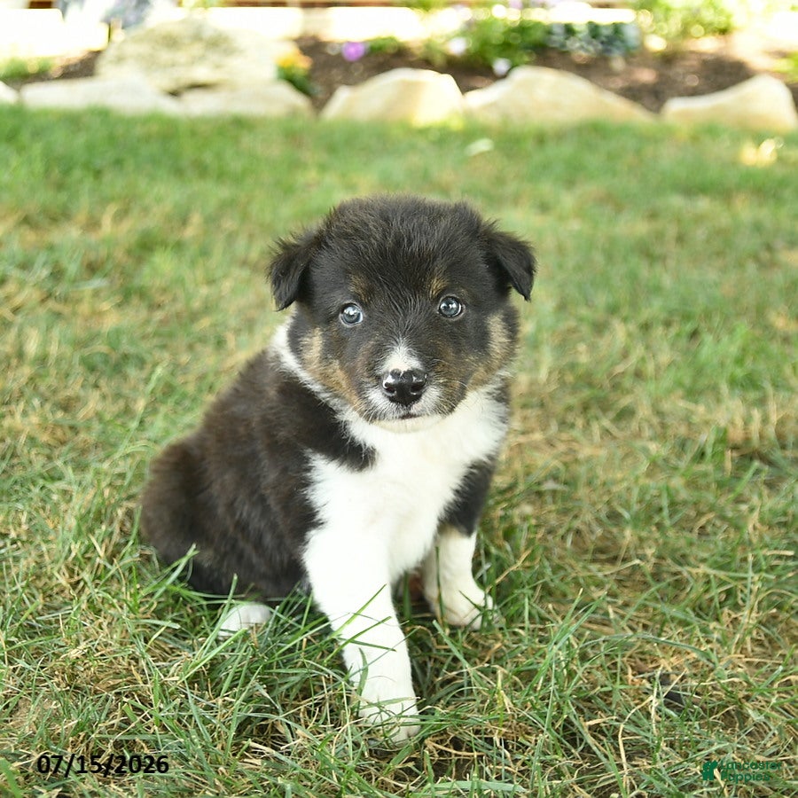 Border Collie dogs for sale: Happy   - Ad 4