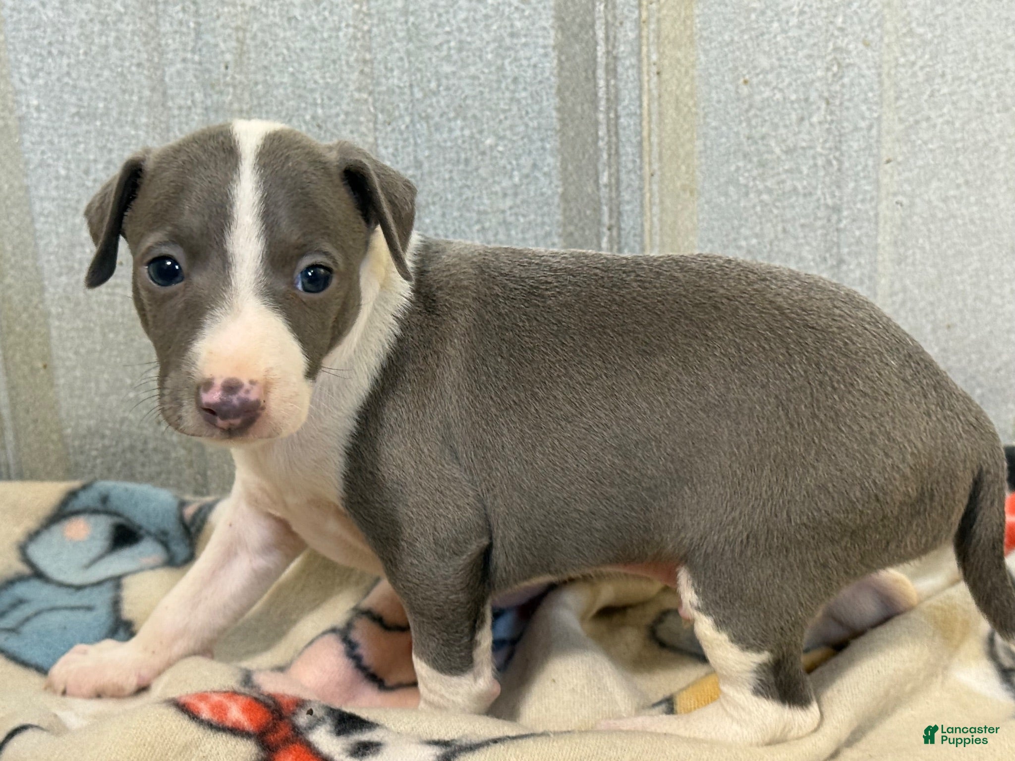 Italian Greyhound dogs Camo AKC - Ad 1