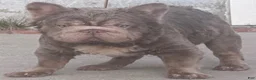French Bulldog dogs for stud: Golden bulls  - Ad 8