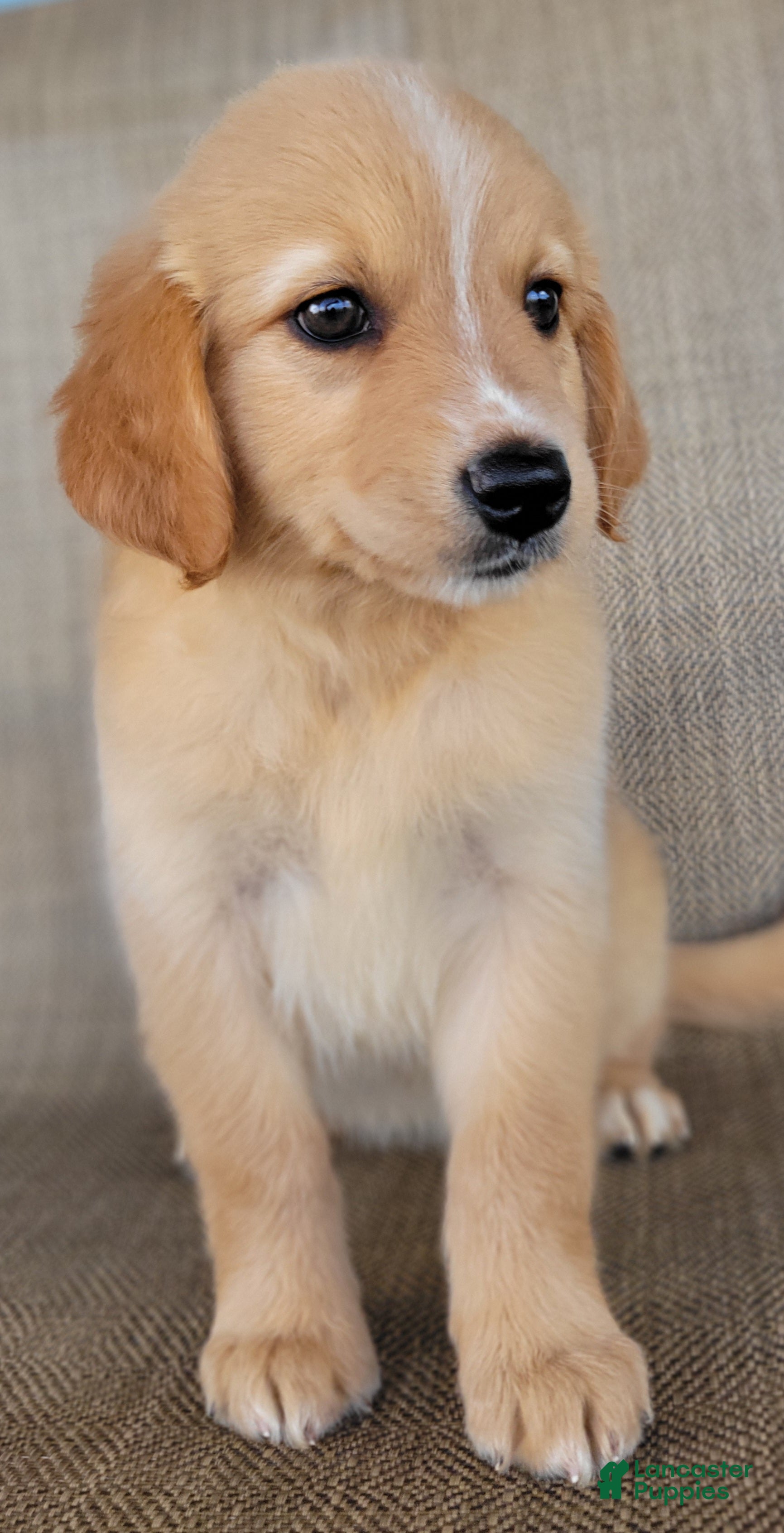 Australian Shepherd dogs Princess - Ad 2