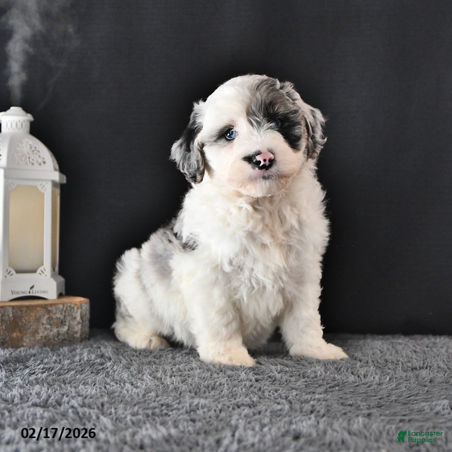 Mini Aussiedoodle dogs Lady - Ad 1