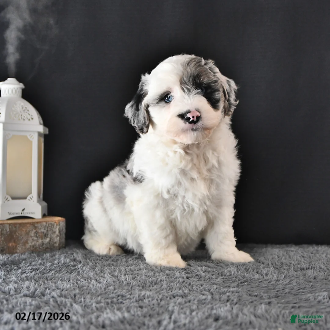 Mini Aussiedoodle dogs for sale: Lady - Ad 1