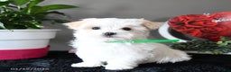Maltese dogs for sale: Flurry - Ad 1