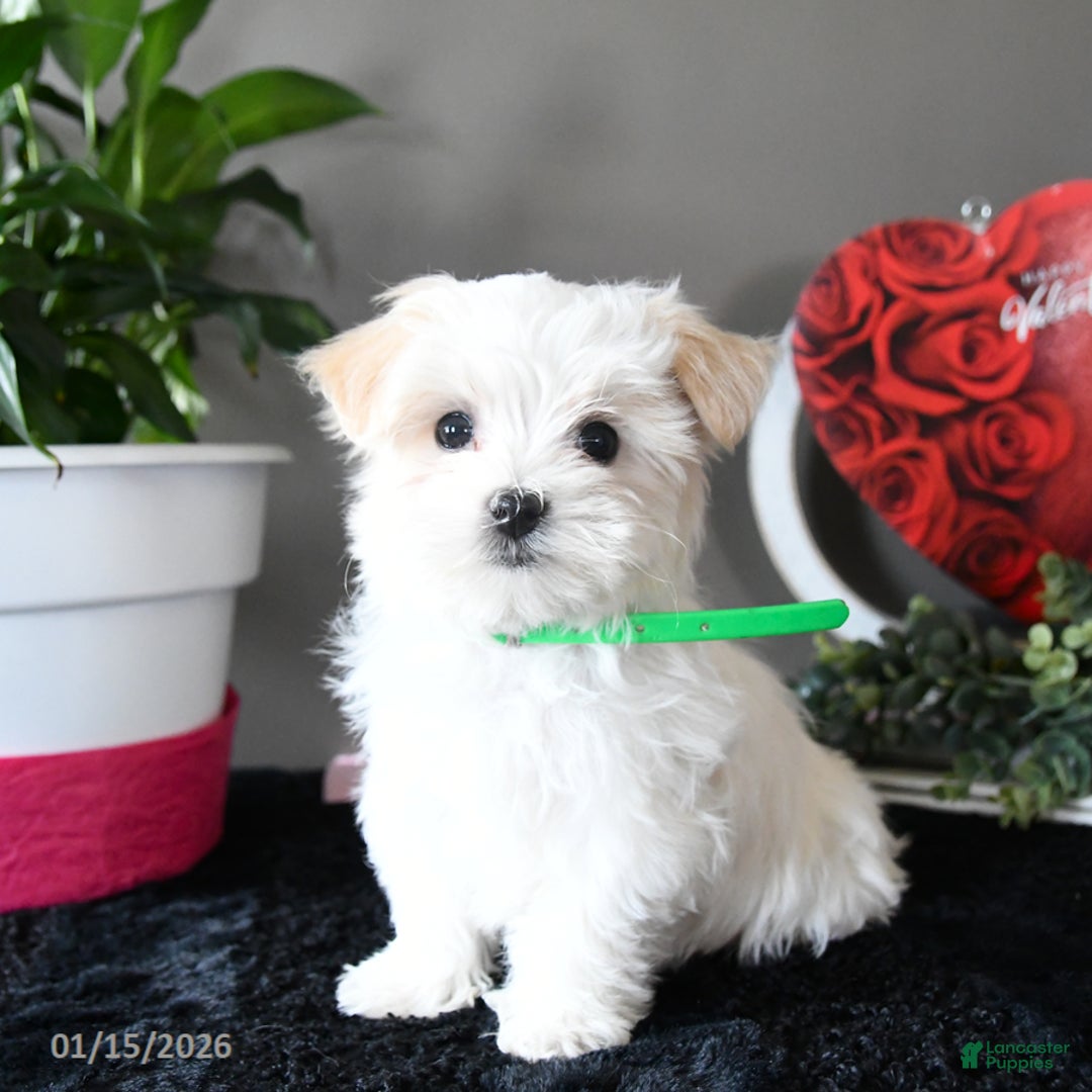 Maltese dogs for sale: Flurry - Ad 1